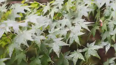 青蓮院門跡(京都府)