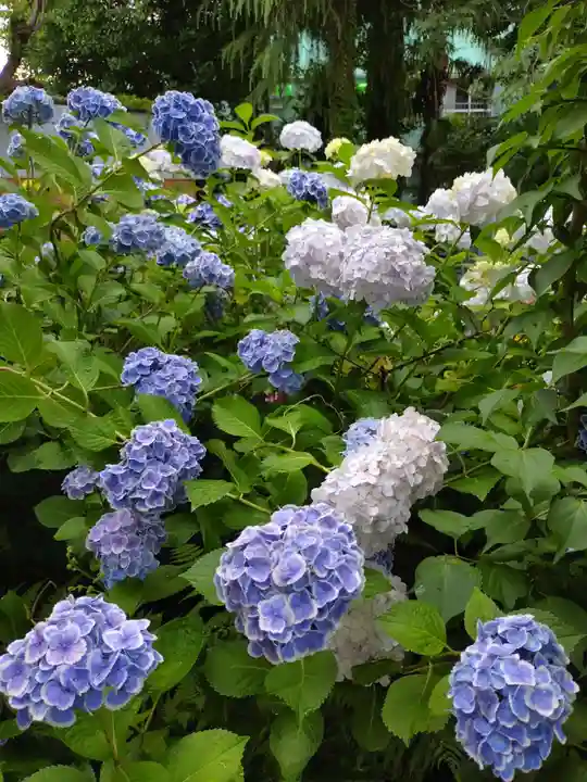 本郷氷川神社(東京都)