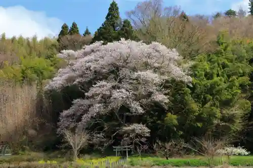 正一位稲荷神社の自然