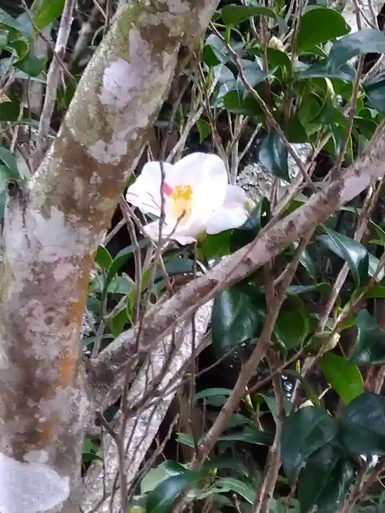 包ケ浦神社の自然