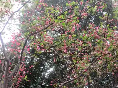 川越八幡宮(埼玉県)
