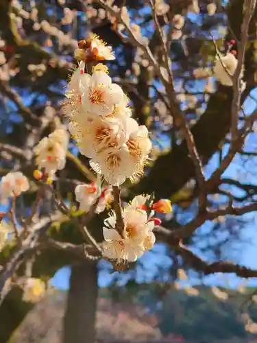 太宰府天満宮の自然