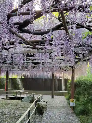 太巌寺（ふじの寺）の自然