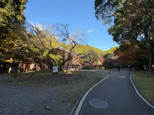 醍醐寺(京都府)