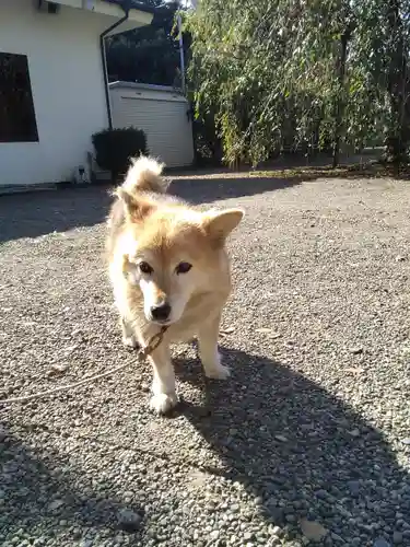 別雷皇太神の動物