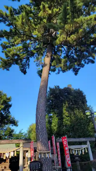 中野沼袋氷川神社の自然