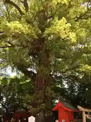 一宮神社の自然