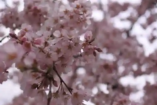 氷室神社の自然