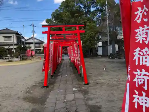 於菊稲荷神社の鳥居