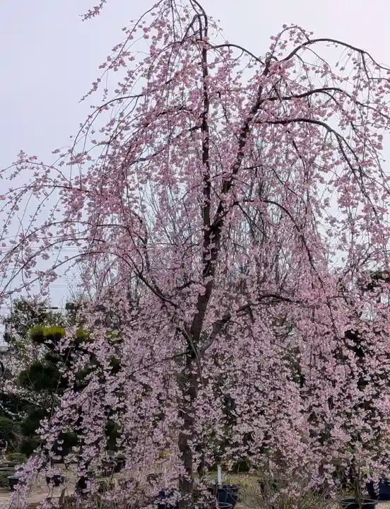 法金剛院(京都府)