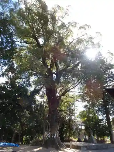 大宝神社の自然