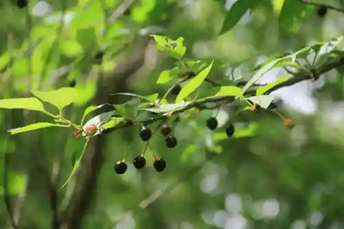 阿久津「田村神社」（郡山市阿久津町）旧社名：伊豆箱根三嶋三社の自然