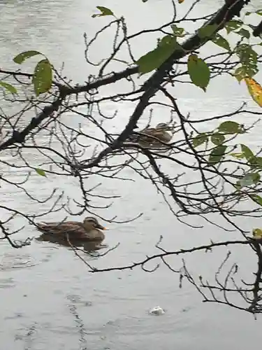 氷川女體神社の動物