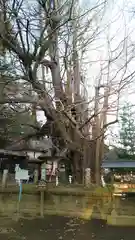 野木神社の自然