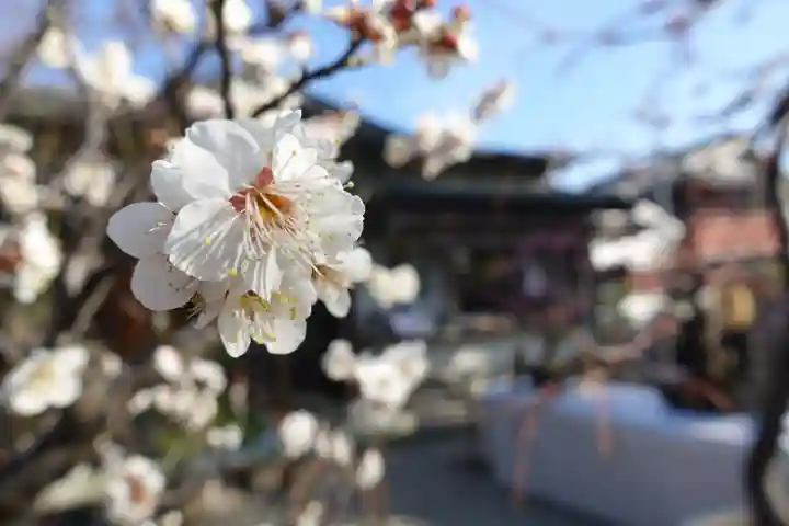 菅原天満宮(菅原神社)の自然