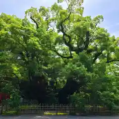 浜松八幡宮の自然