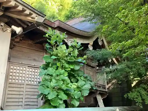 渋川八幡宮(群馬県)