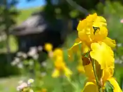 菱野健功神社の自然