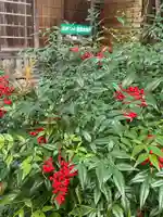 国上寺(新潟県)