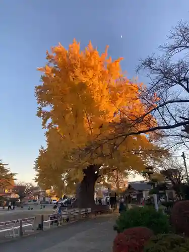 時宗総本山 遊行寺（正式：清浄光寺）(神奈川県)