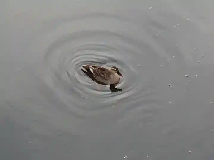 天が岡若宮神社の動物