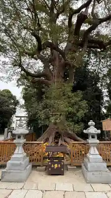 和泉國一之宮　大鳥大社(大阪府)