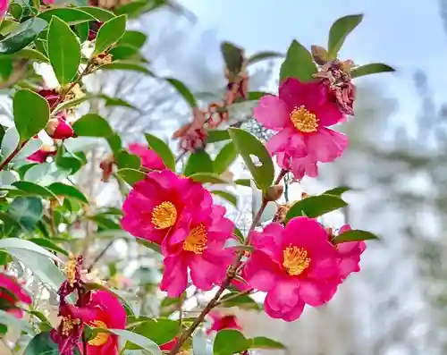 埼玉厄除け開運大師・龍泉寺（切り絵御朱印発祥の寺）の自然