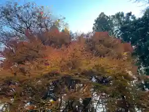 大宮温泉神社(栃木県)(2023年11月28日(火) 07時33分03秒投稿)