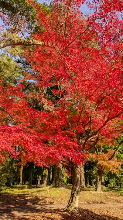 半木神社(賀茂別雷神社境外末社)の自然