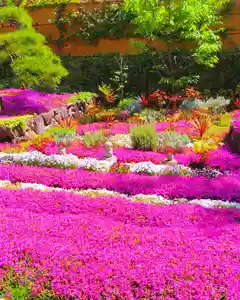 寿量山 速成寺の自然(2022年08月29日(月) 07時24分20秒投稿)