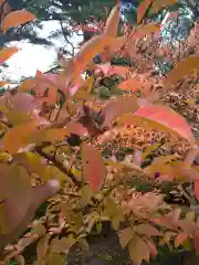 青龍山 吉祥寺の自然