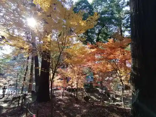 間々田八幡宮の自然