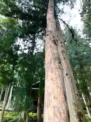 子檀嶺神社(長野県)