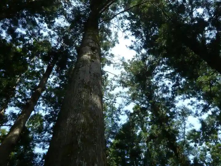 大斎原(熊野本宮大社旧社地)の自然