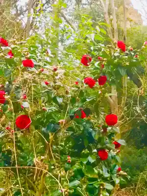 大宮神社の自然