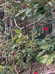 河上神社の自然