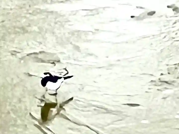 眞田神社(長野県)