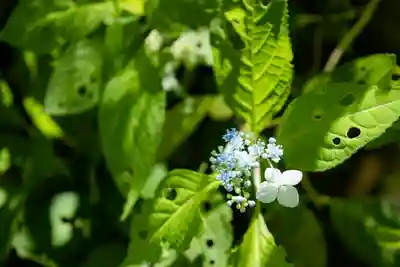 祇王寺(京都府)