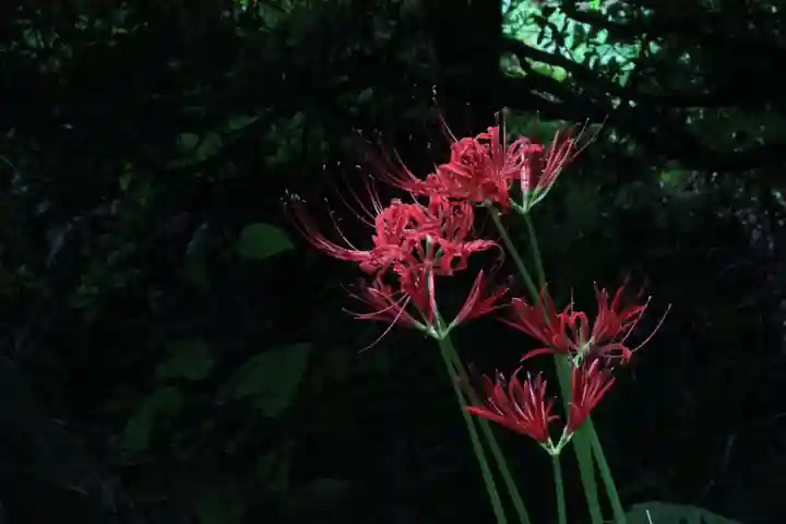 国宝 大法寺の自然