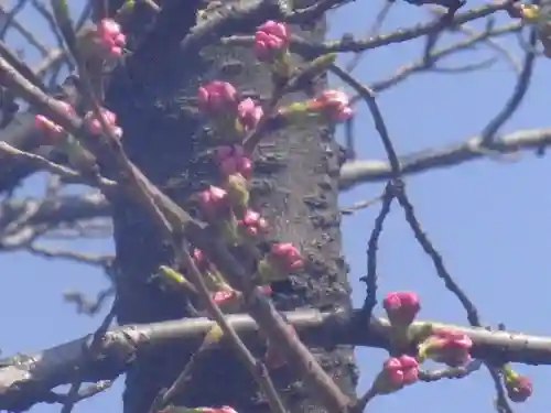 鶴岡八幡宮の自然