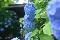 明月院(神奈川県)