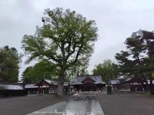 北海道護國神社の本殿・本堂