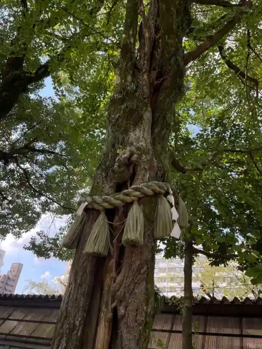 那古野神社の自然