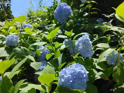明月院(神奈川県)