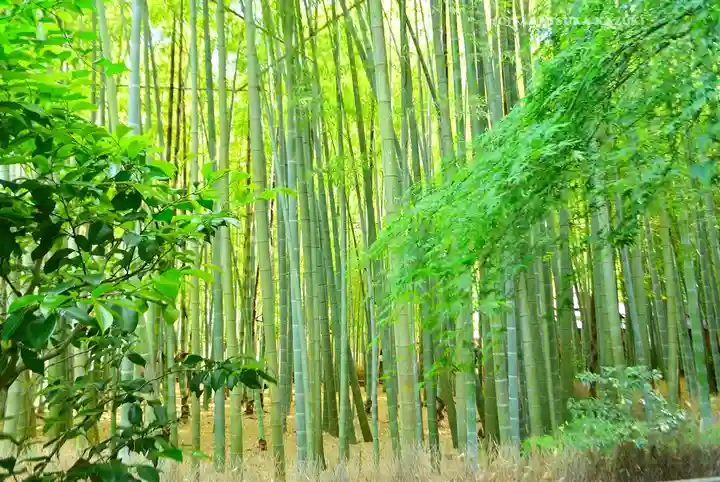 報国寺(神奈川県)