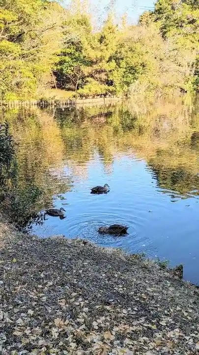 菊田神社の動物