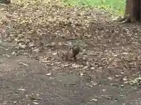 北海道神宮(北海道)