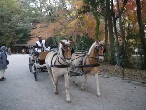 賀茂御祖神社（下鴨神社）の動物