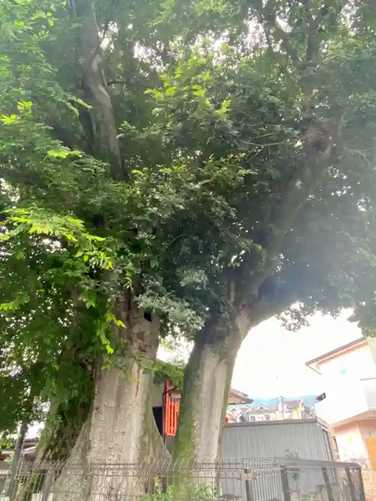 火防稲荷大明神の自然