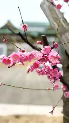 福井神社の{uncategorized: "未分類", other: "その他", undefined: "問題あり", building: "その他建物", grave: "お墓", sacred_gate: "鳥居", guardian: "狛犬", statue: "像", buddha: "仏像", history: "歴史", nature: "自然", garden: "庭園", animal: "動物", pagoda: "塔", temizu: "手水舎", mountain_gate: "山門・神門", sanctuary: "本殿・本堂", subordinate: "末社・摂社", art: "芸術", scenery: "景色", jizo: "地蔵", ema: "絵馬", goshuin: "御朱印", omikuji: "おみくじ", items: "授与品その他", amulet: "お守り", goshuincho: "御朱印帳", eats: "食事", festival: "お祭り", votive_dance: "神楽", shichigosan: "七五三参", wedding: "結婚式", experience: "体験その他", initially: "初詣", around: "周辺", anti_infection: "感染症対策"}